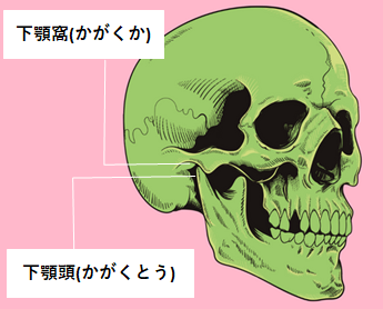 頭蓋骨の下顎の図