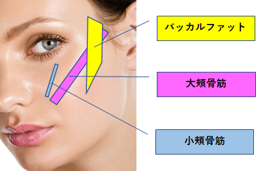 顔の筋肉の場所の画像